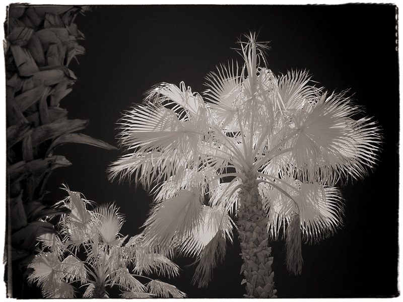 Palms 2 Infrared in the Mojave Desert, CA � Dave Hickey